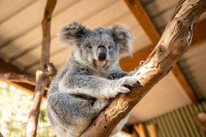 Blue Mountains Tour: Deluxe Small Group, ScenicWorld, Featherdale