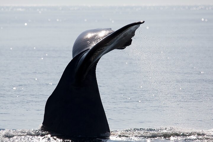 Andenes Whale Safari: Arctic Whale Watching Tour in Vesterålen