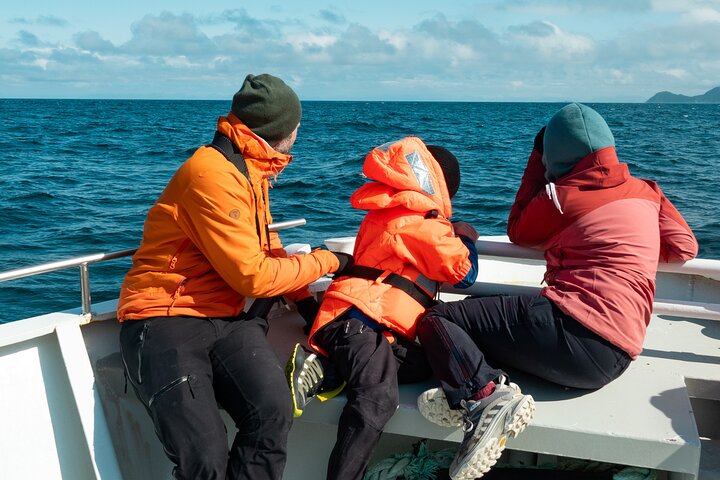 Andenes Whale Safari: Arctic Whale Watching Tour in Vesterålen