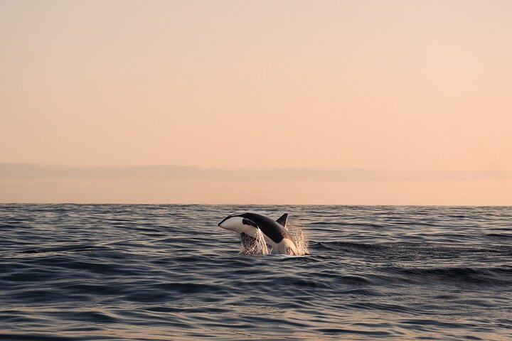 Andenes Whale Safari: Arctic Whale Watching Tour in Vesterålen