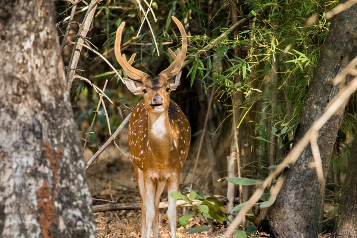 Safari in Bandhavgarh, Kanha, Pench & Tadoba National Parks