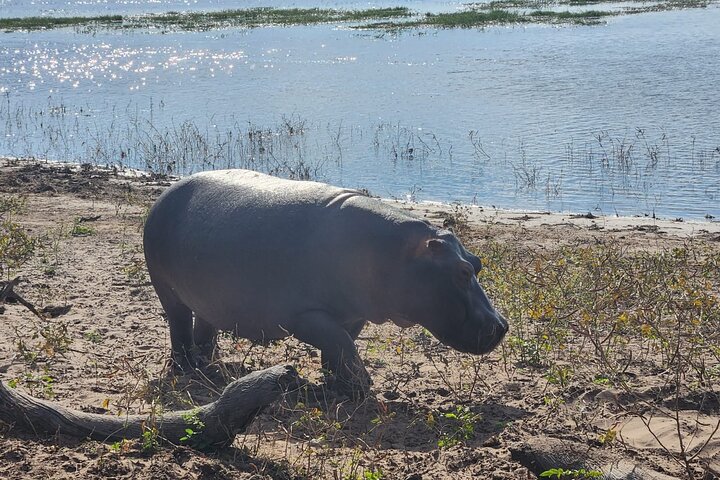 Chobe Sunrise Leopard and Lion Safari Tracking