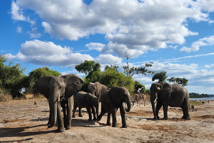 Chobe Sunrise Leopard and Lion Safari Tracking
