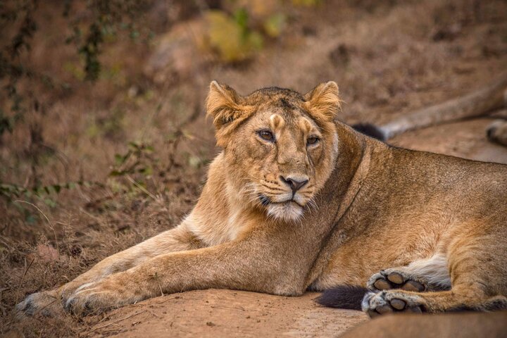 Rajkot to Diu Temple, Lion Safari & Beach Tour in Gujarat