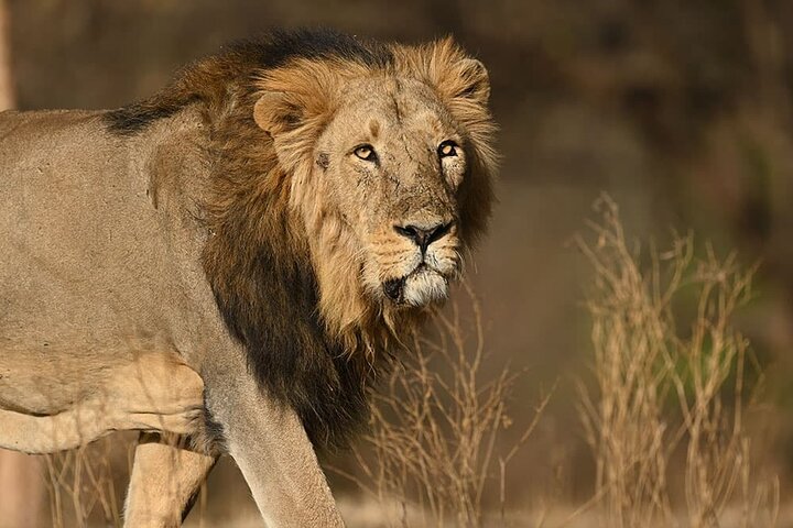 Rajkot to Diu Temple, Lion Safari & Beach Tour in Gujarat