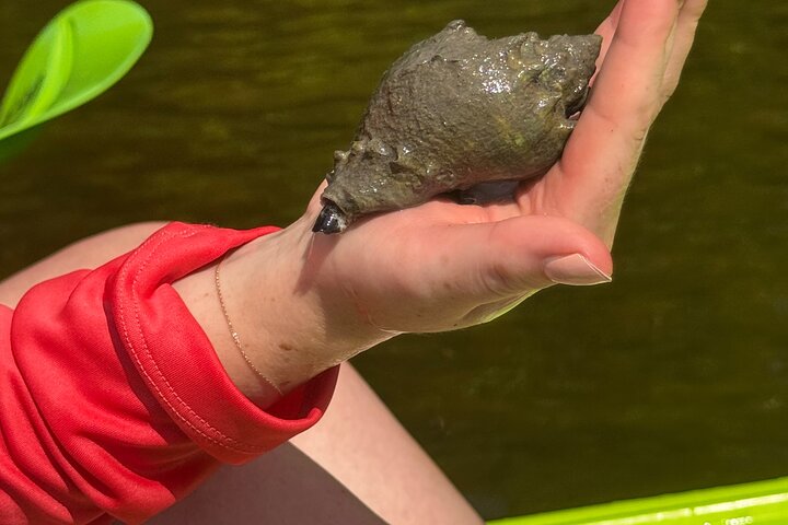 Bonita Springs Eco Kayak Tour – Best Gear, Premium&Clear Kayaks