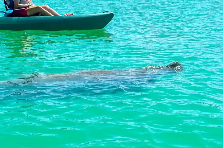 Bonita Springs Eco Kayak Tour – Best Gear, Premium&Clear Kayaks