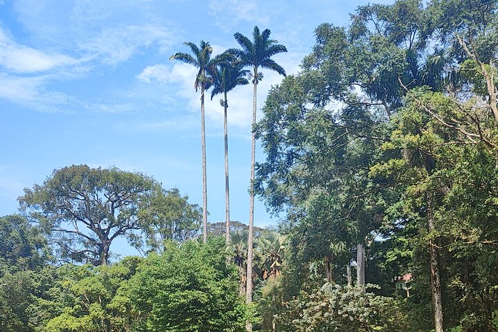 Private Botanical Garden Walking Tour in Entebbe City