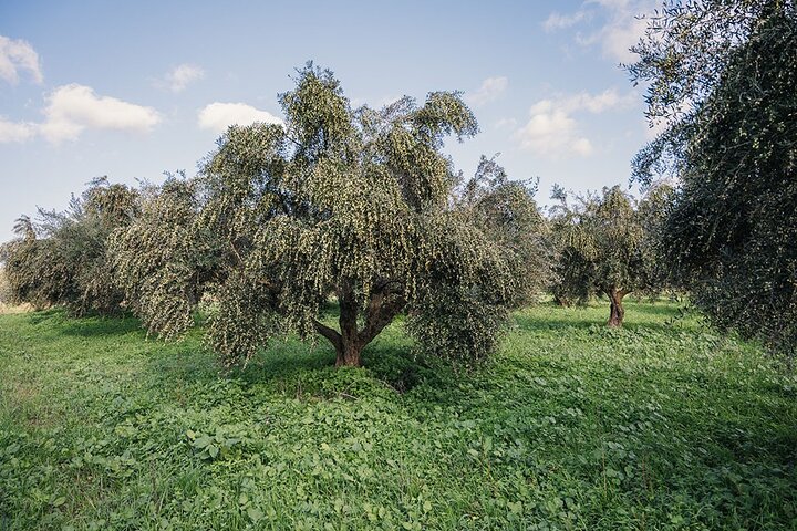 Knossos & lasithi plateau villages,Zeus's cave&olive oil Mill