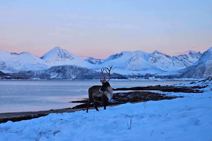 Sommarøy & Kvaløya Scenic Fjord Tour