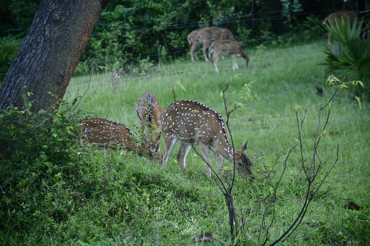 Udawalawe National Park Wildlife Safari Tours