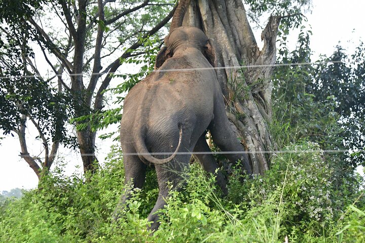 Udawalawe National Park Wildlife Safari Tours