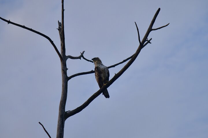 Udawalawe National Park Wildlife Safari Tours