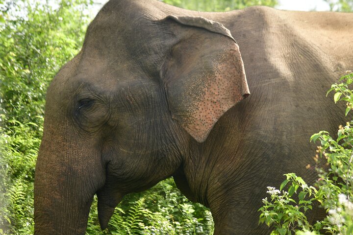 Udawalawe National Park Wildlife Safari Tours