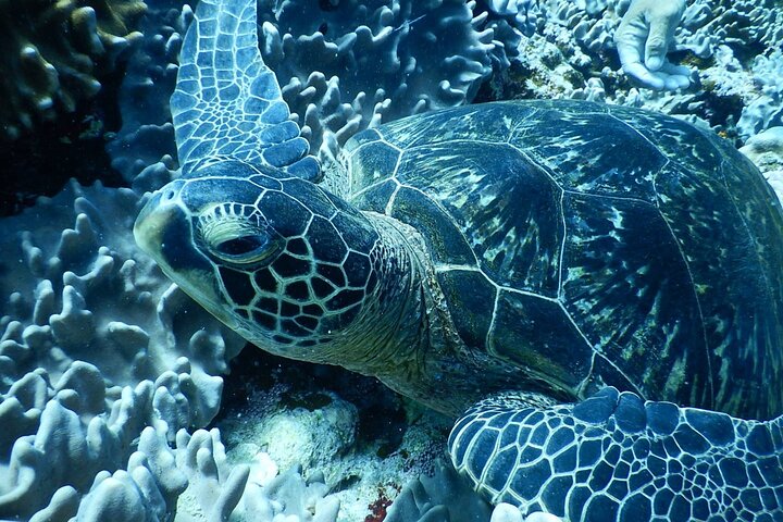 Diving experience on Ishigaki Island - including equipment rental - Shower available - Photo gift -