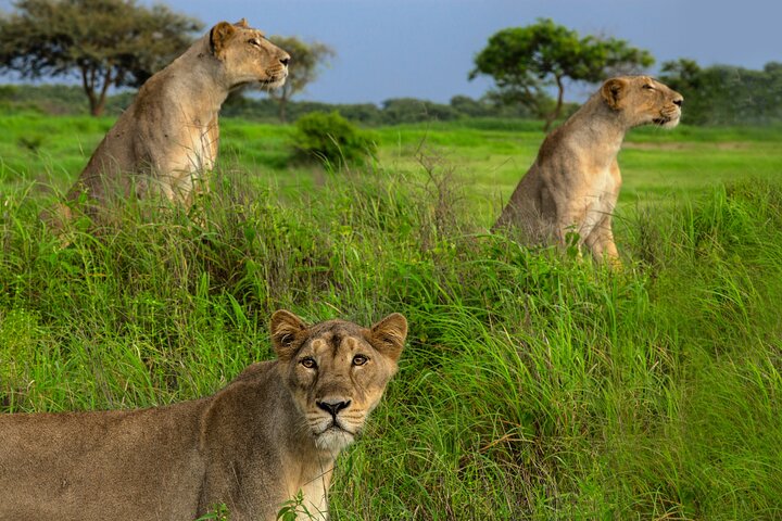Rajkot to Diu Temple, Lion Safari & Beach Tour in Gujarat