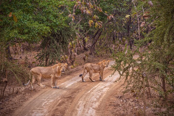 Temple & Lion Safari Tour from Rajkot in Gujarat