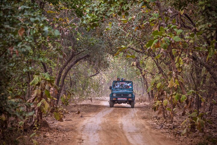 Temple & Lion Safari Tour from Rajkot in Gujarat