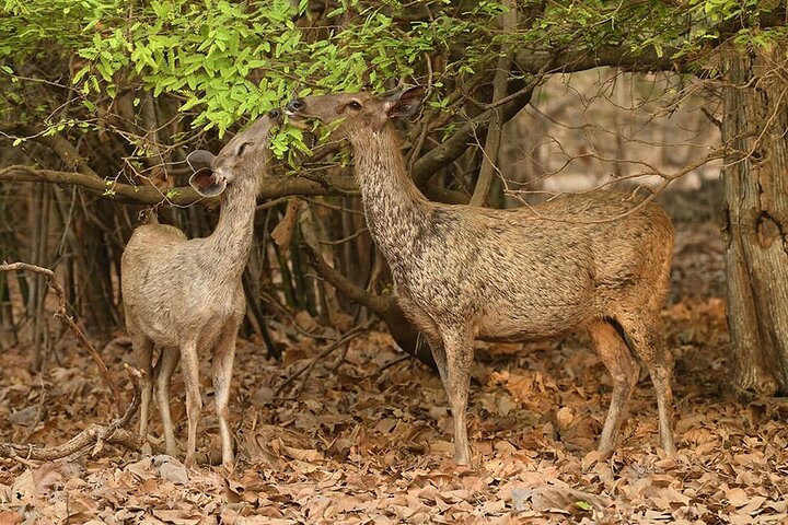 Temple & Lion Safari Tour from Rajkot in Gujarat