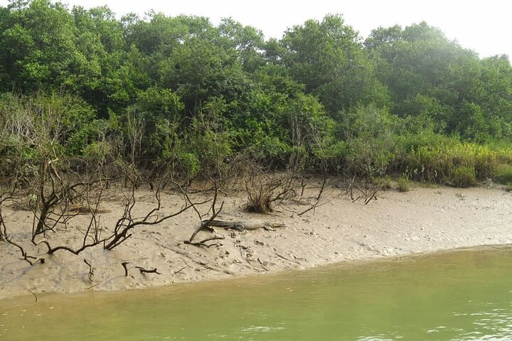 Kolkata to Bhubaneshwar via Tiger Reserve, Mangroves Forest