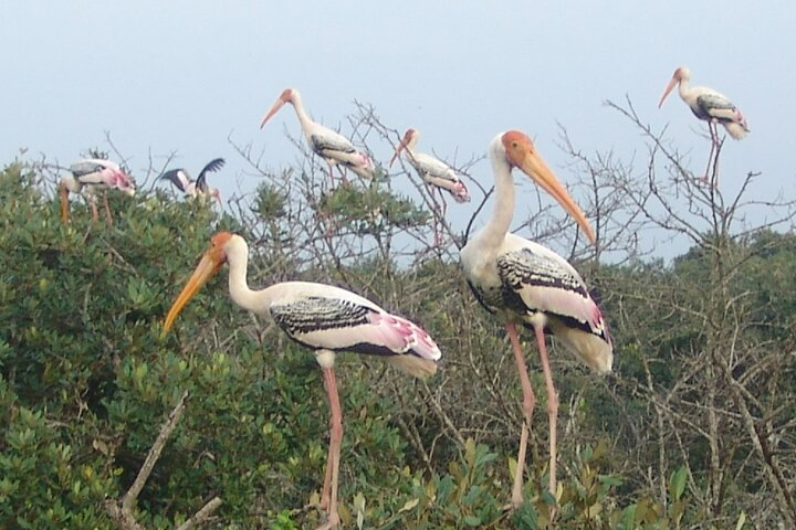 Kolkata to Bhubaneshwar via Tiger Reserve, Mangroves Forest