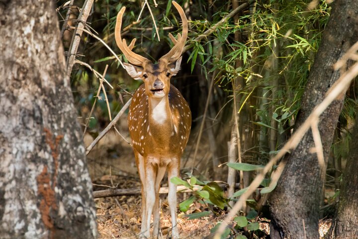 Wildlife Safari in Bandhavgarh, Kanha & Pench National Parks