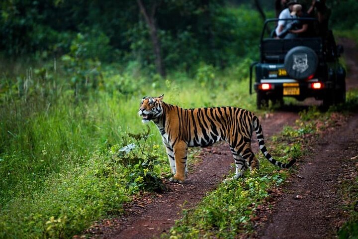 Wildlife Safari in Bandhavgarh, Kanha & Pench National Parks