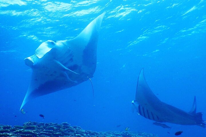 Diving experience on Ishigaki Island - including equipment rental - Shower available - Photo gift -