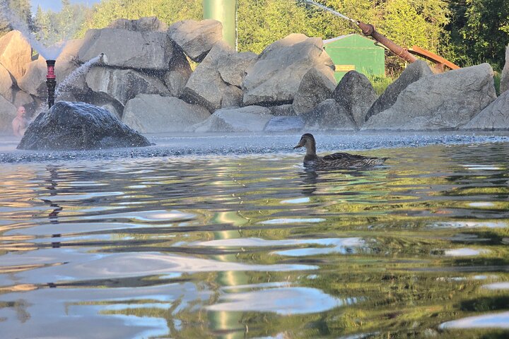 Midnight Sun Magic Chena Hot Springs Soak and Ice Museum Tour