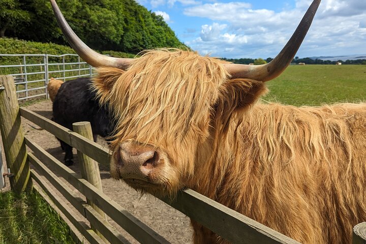 Private Shore Excursion-Castles, Highland Coos and Whisky Tasting