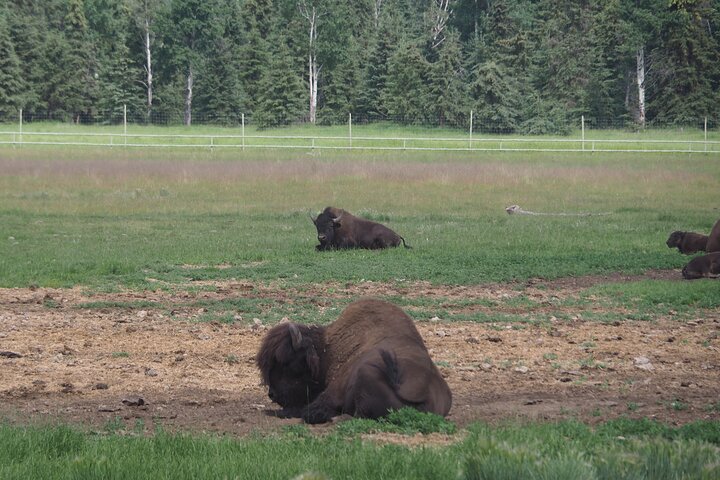 Arctic Day: Yukon Wildlife Half Day Viewing Tour