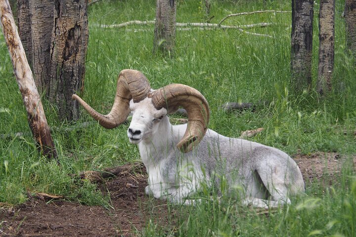 Arctic Day: Yukon Wildlife Half Day Viewing Tour
