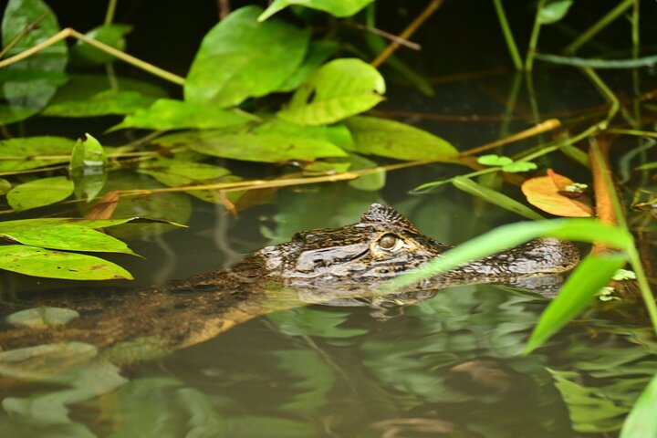 Adventure Canoe Tour in Tortuguero