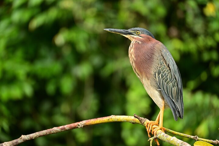 Adventure Canoe Tour in Tortuguero
