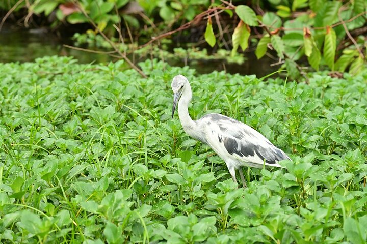 Adventure Canoe Tour in Tortuguero