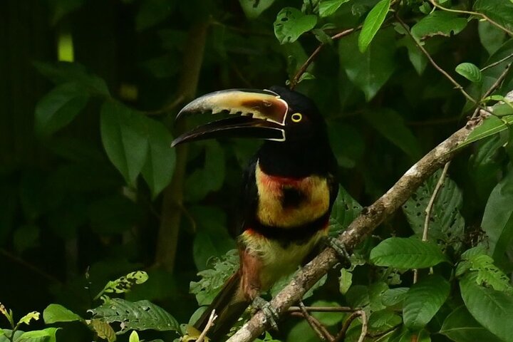 Adventure Canoe Tour in Tortuguero