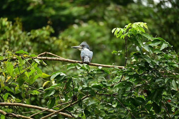 Adventure Canoe Tour in Tortuguero