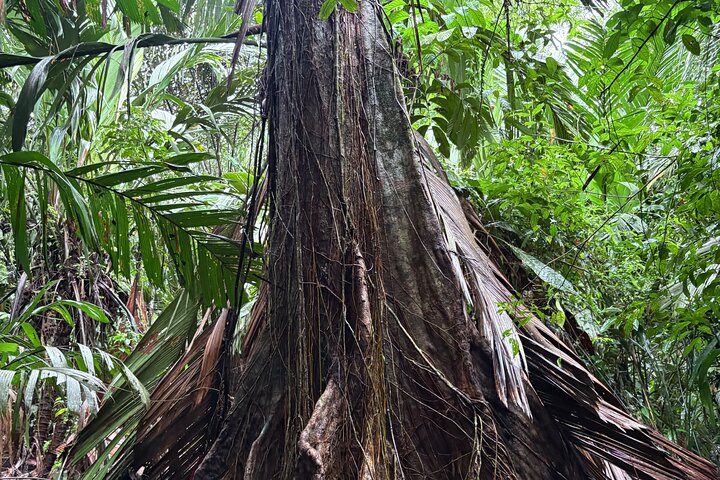 Adventure Canoe Tour in Tortuguero