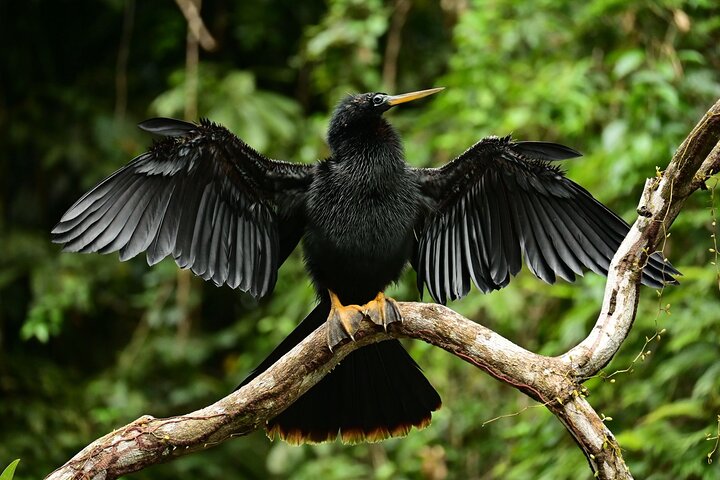 Adventure Canoe Tour in Tortuguero