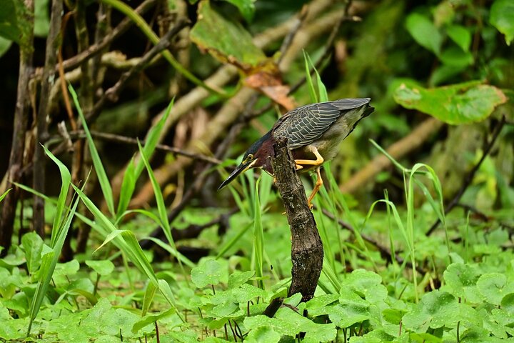 Adventure Canoe Tour in Tortuguero