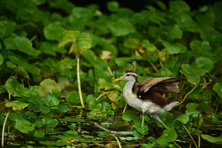 Adventure Canoe Tour in Tortuguero