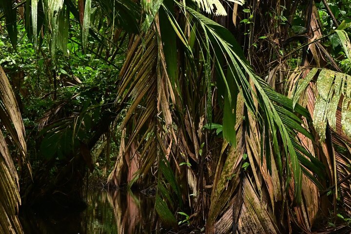Adventure Canoe Tour in Tortuguero