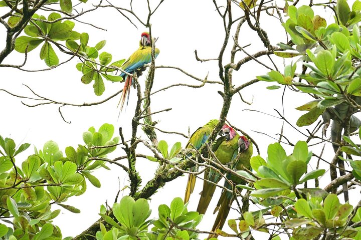 Adventure Canoe Tour in Tortuguero