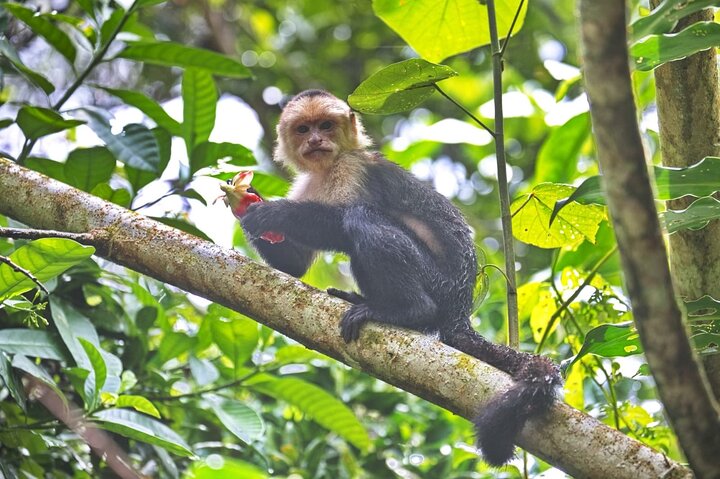 Adventure Canoe Tour in Tortuguero