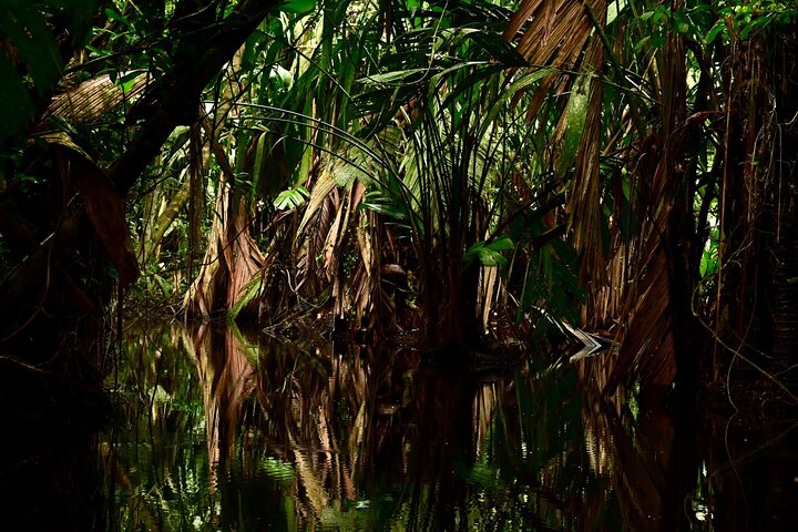 Adventure Canoe Tour in Tortuguero