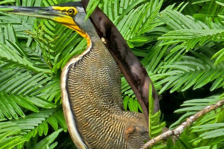 Adventure Canoe Tour in Tortuguero