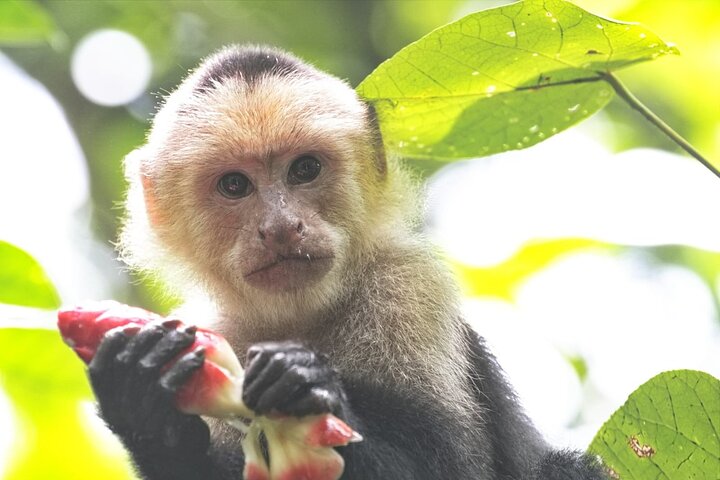 Adventure Canoe Tour in Tortuguero
