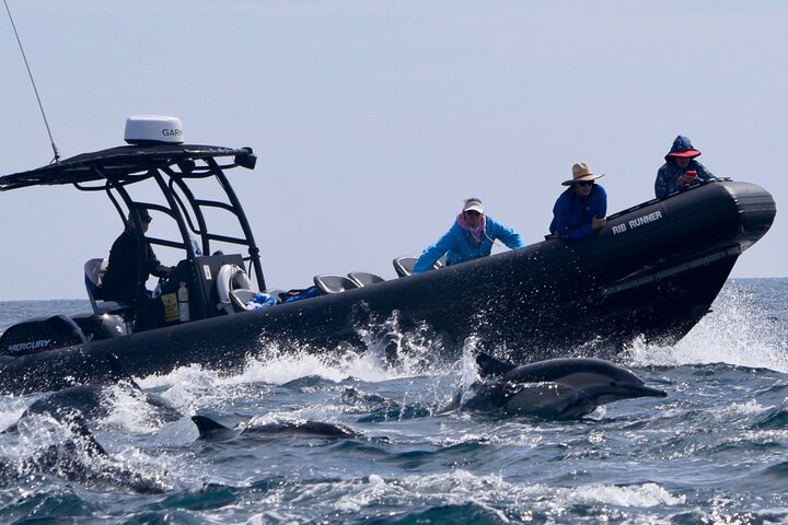 Up Close Dolphin & Whale Watching