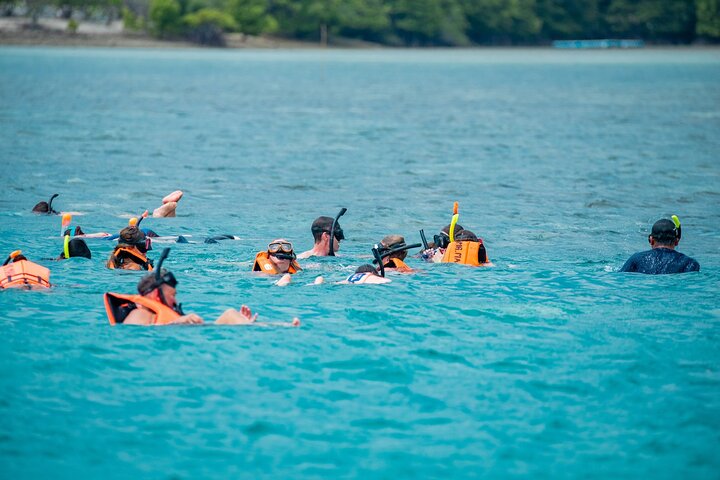 Pink Dolphin and Pig Island Snorkeling Tour from Koh Samui