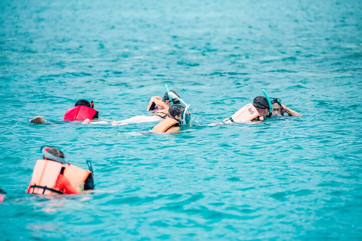 Pink Dolphin and Pig Island Snorkeling Tour from Koh Samui